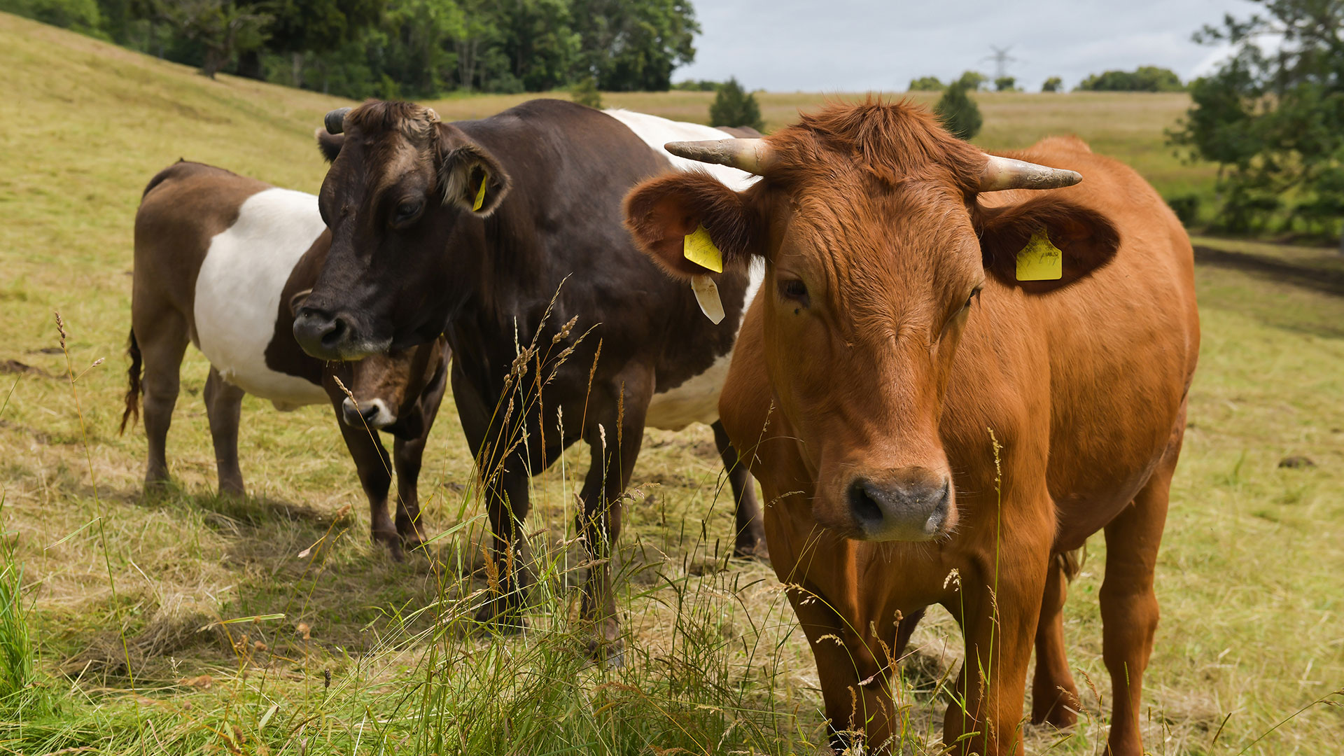 Drei Kühe stehen auf einer Wiese, zwei davon blicken in die Kamera. Die vordere Kuh ist rotbraun, die beiden anderen sind schwarz-weiß.